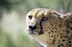 cheetah portrait