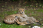 cheetahs