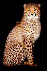 cheetah