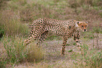 cheetah