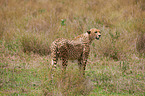 cheetah