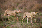 cheetahs