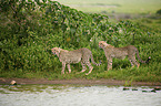 Cheetahs at the water