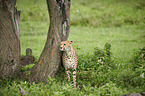 sitting Cheetah