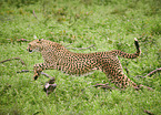 running Cheetah