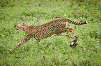 running Cheetah