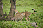 standing Cheetahs