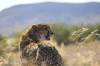 cheetah