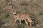 cheetah