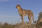 cheetah