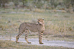 cheetah