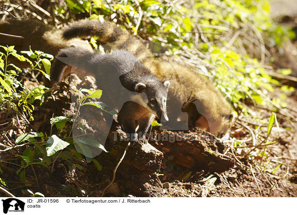 Nasenbren / coatis / JR-01596