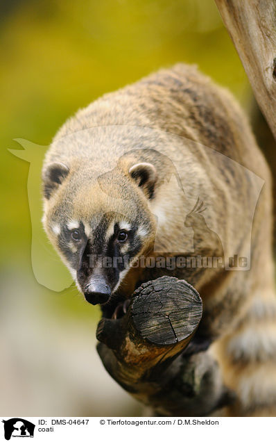 Nasenbr / coati / DMS-04647