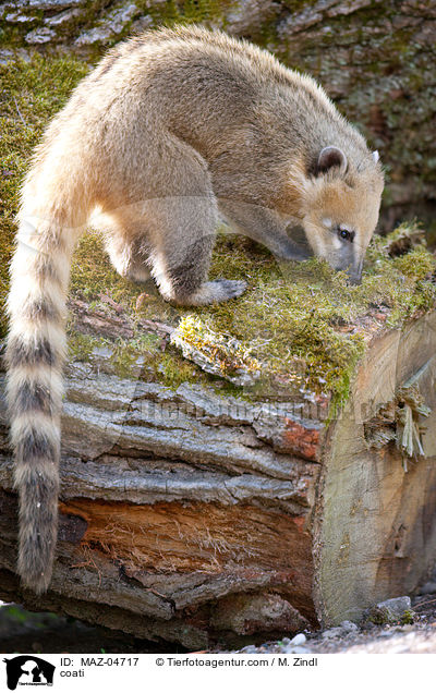 Nasenbr / coati / MAZ-04717