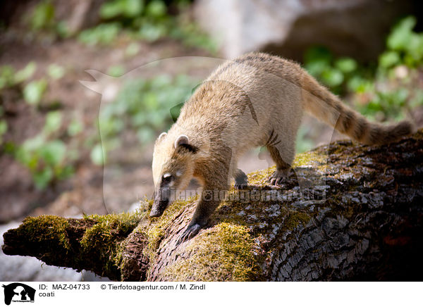 Nasenbr / coati / MAZ-04733