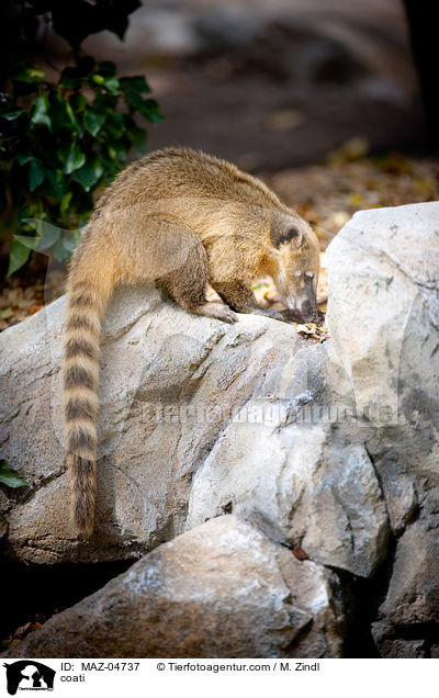 Nasenbr / coati / MAZ-04737