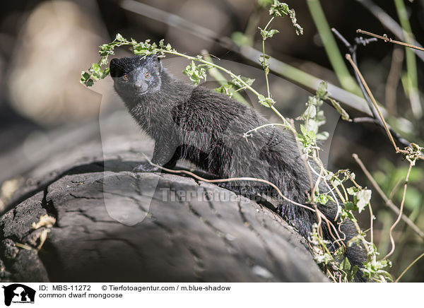 common dwarf mongoose / MBS-11272