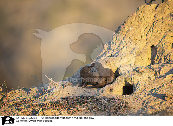 Sdliche Zwergmangusten / Common Dwarf Mongooses / MBS-22378