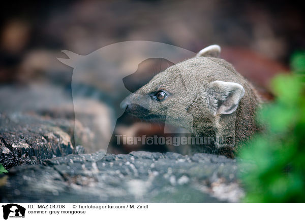 Indischer Mungo / common grey mongoose / MAZ-04708