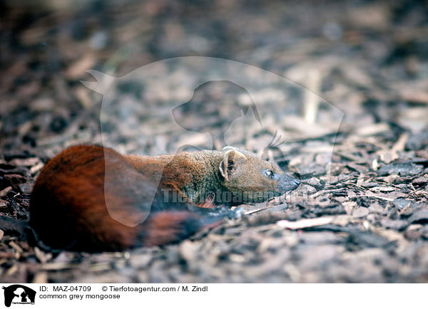 Indischer Mungo / common grey mongoose / MAZ-04709