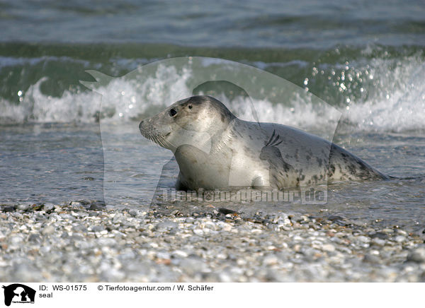 Seehund auf Helgoland / seal / WS-01575