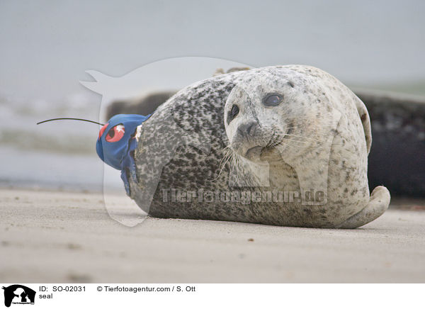 Seehund / seal / SO-02031