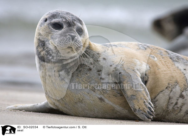 Seehund / seal / SO-02034