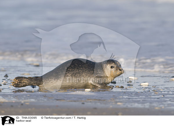 harbor seal / THA-03095