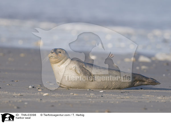harbor seal / THA-03098