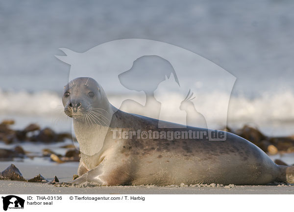 harbor seal / THA-03136