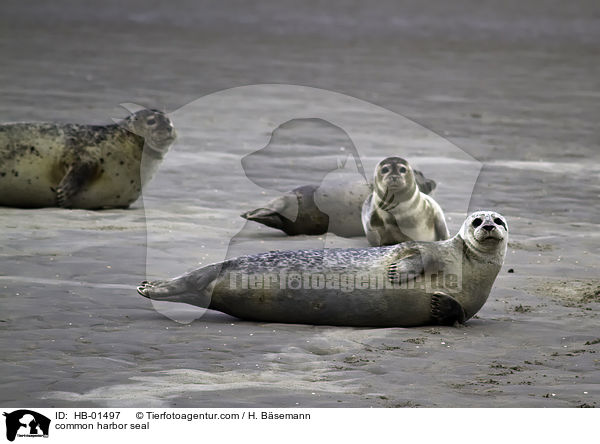 common harbor seal / HB-01497