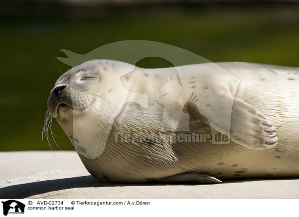 common harbor seal / AVD-02734