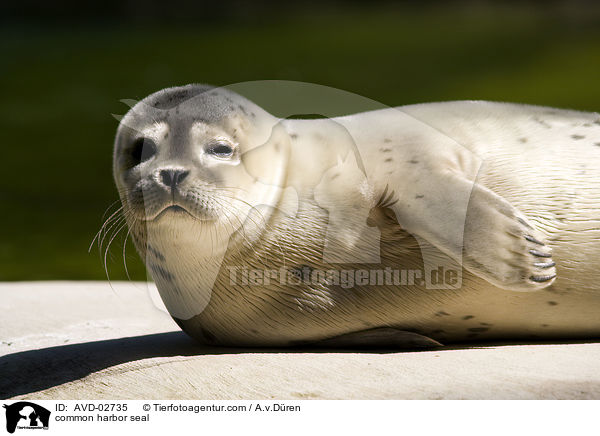 Seehund / common harbor seal / AVD-02735