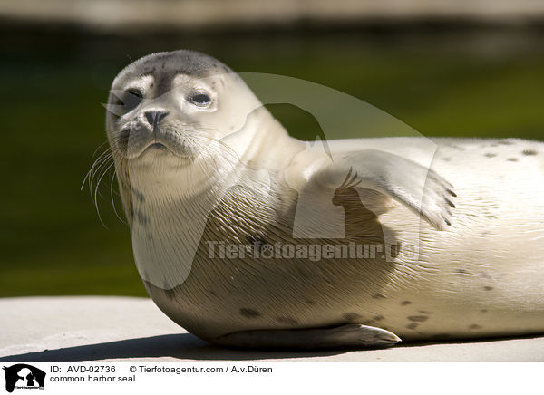 Seehund / common harbor seal / AVD-02736