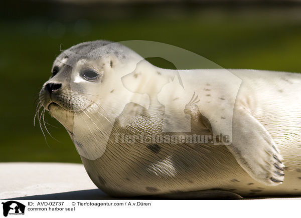 Seehund / common harbor seal / AVD-02737