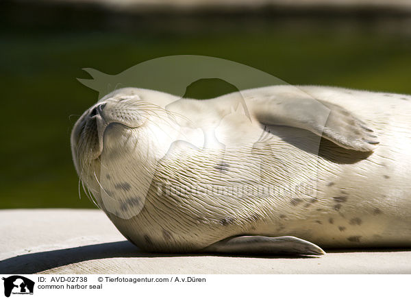 Seehund / common harbor seal / AVD-02738