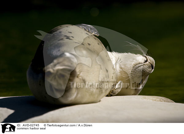 Seehund / common harbor seal / AVD-02745