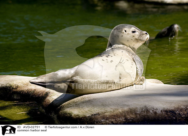 Seehund / common harbor seal / AVD-02751