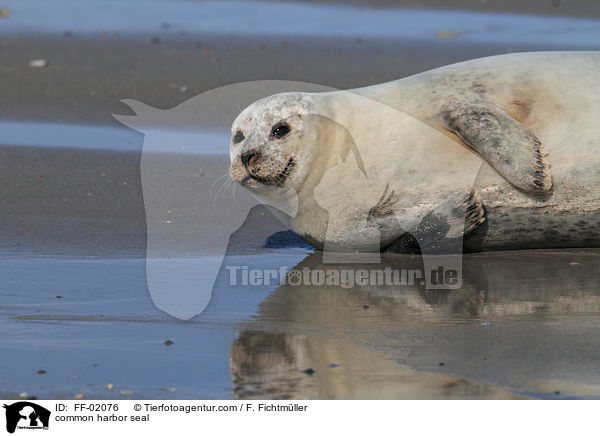 common harbor seal / FF-02076