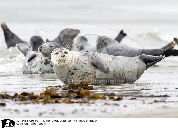 Seehunde / common harbor seals / MBS-09679