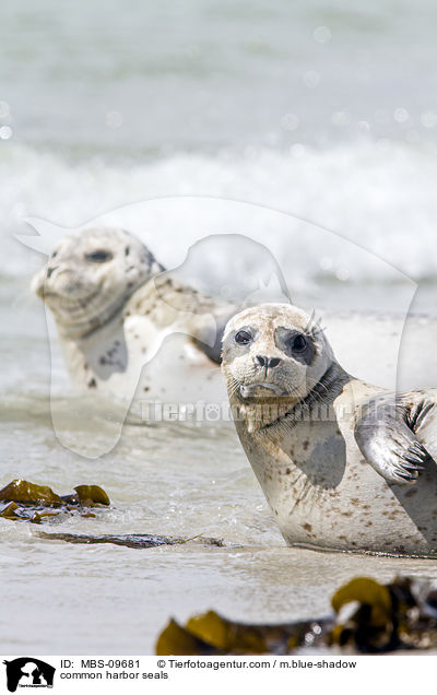 Seehunde / common harbor seals / MBS-09681