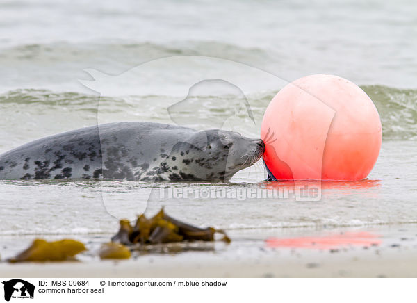 Seehund / common harbor seal / MBS-09684