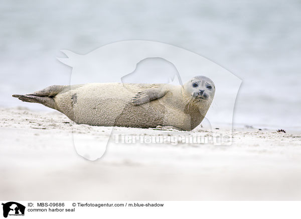 Seehund / common harbor seal / MBS-09686
