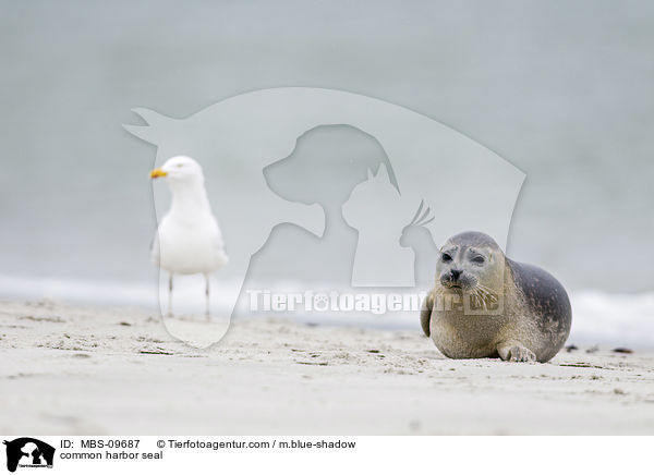 Seehund / common harbor seal / MBS-09687