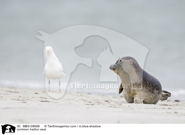 Seehund / common harbor seal / MBS-09688