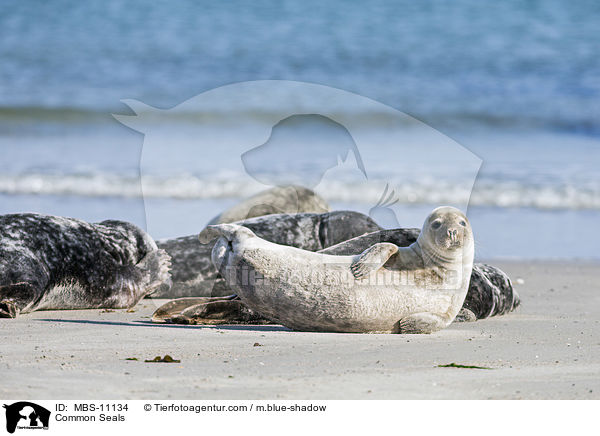 Seehunde / Common Seals / MBS-11134