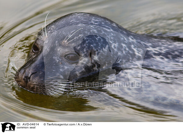 Seehund / common seal / AVD-04614