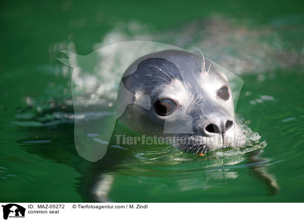 Seehund / common seal / MAZ-05272
