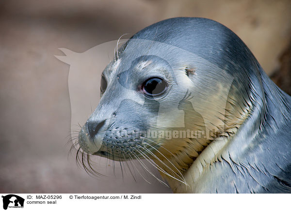 Seehund / common seal / MAZ-05296