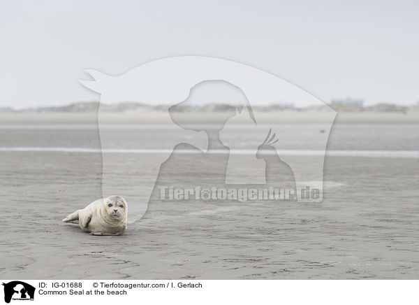 Seehund am Strand / Common Seal at the beach / IG-01688
